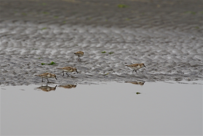 gEl,Red-nexked Stint